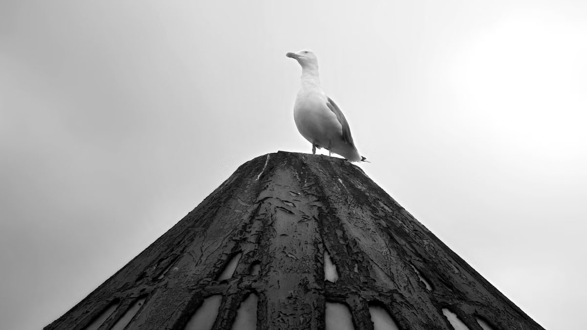 A lone seagull perched atop a textured pole in black and white.